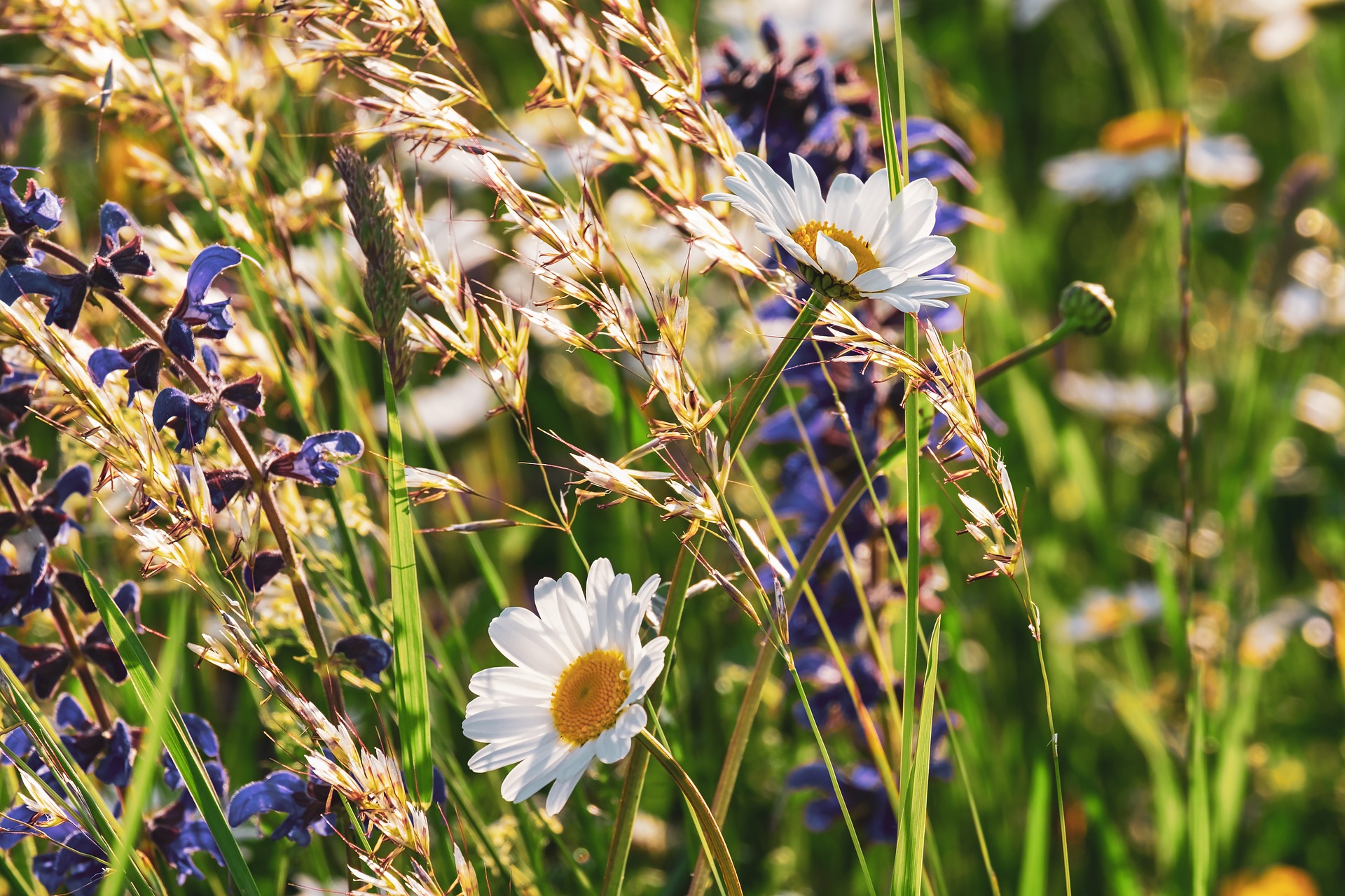 fleurs des champs d'Ardèche